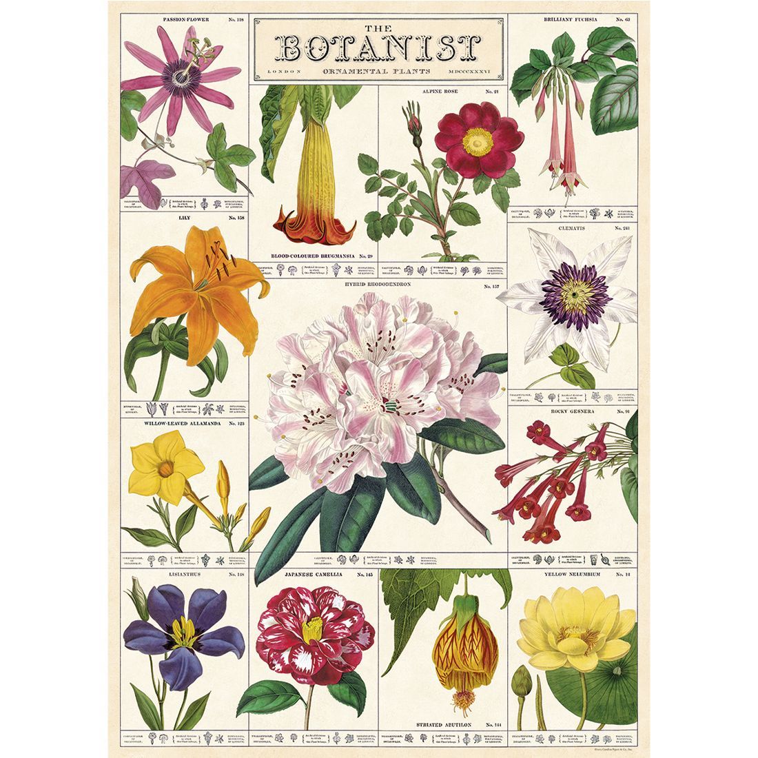 Poster com flores Botanist da Cavallini