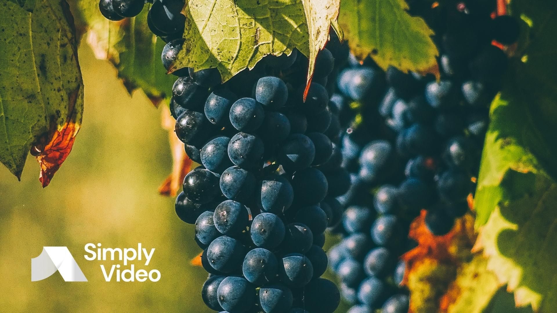 XR technologies are transforming industries worldwide. How can the wine industry balance immersive new tech with its traditional roots? Find out more.