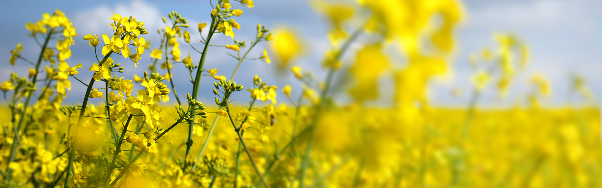 Mature Canola field in Northern Alberta - learn more about Park Memorial