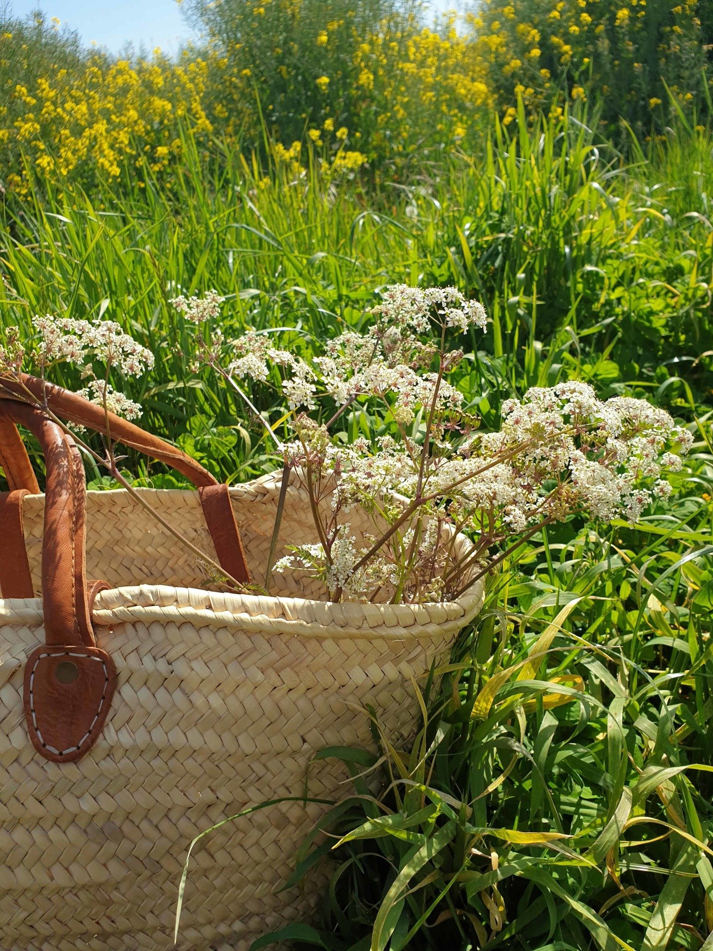 Basket in field