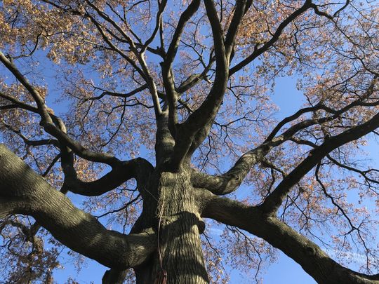 Tree Experts Cutting Tree — High Bridge, NJ — Countryside Tree Experts