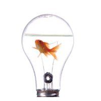 fish on a clear lightbulb with water