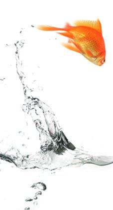 fish jumping out of the water