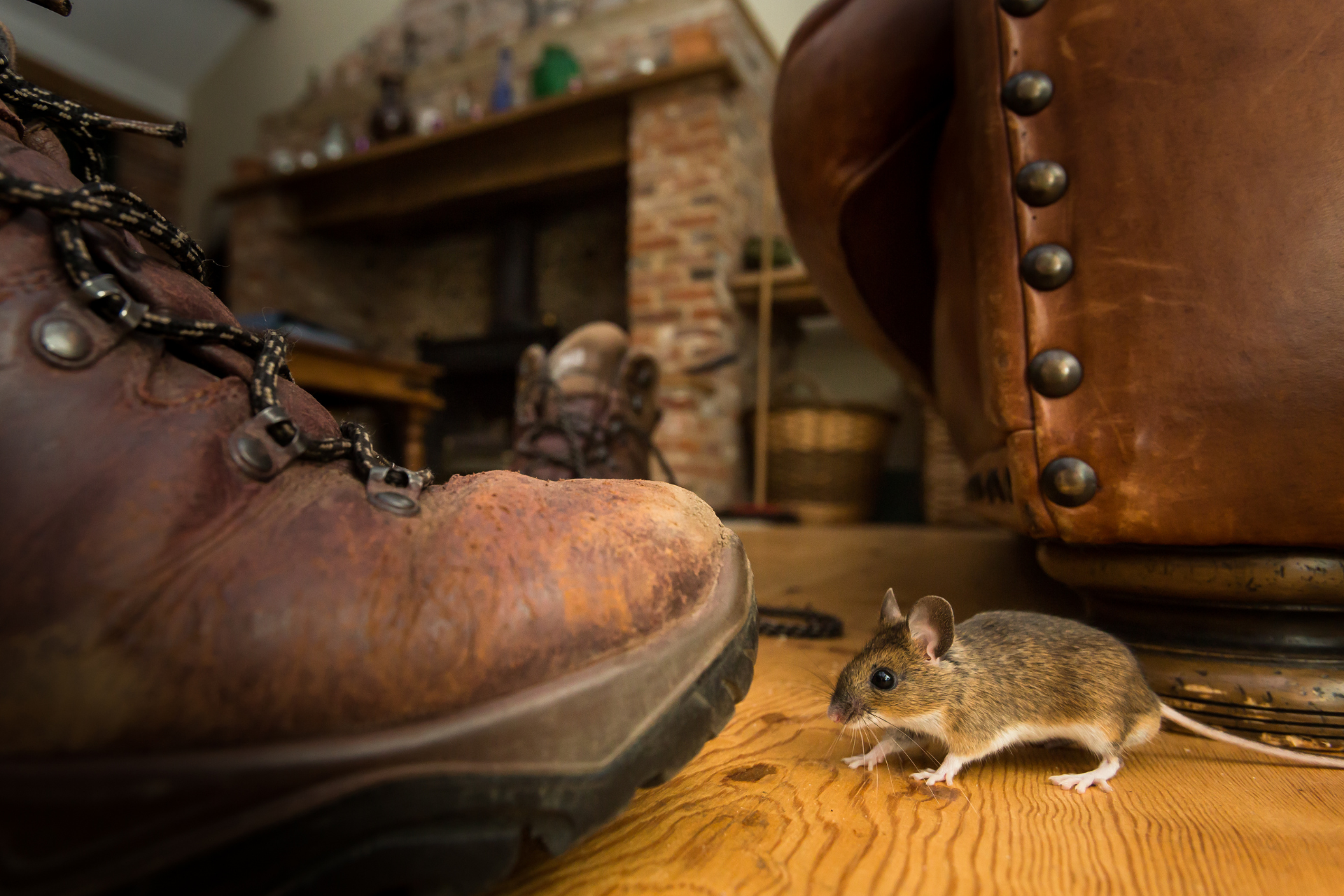 A mouse is sitting on a wooden floor next to a person 's foot.