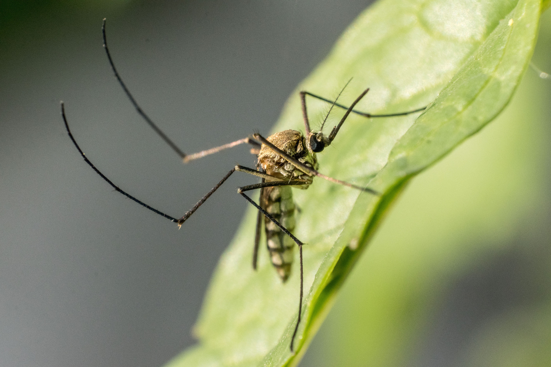 A mosquito is sitting on a green leaf.