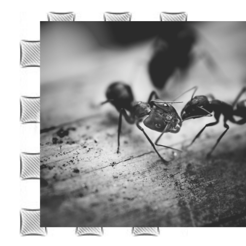 two-black-ants