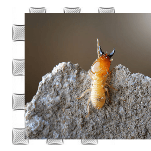 big-termite