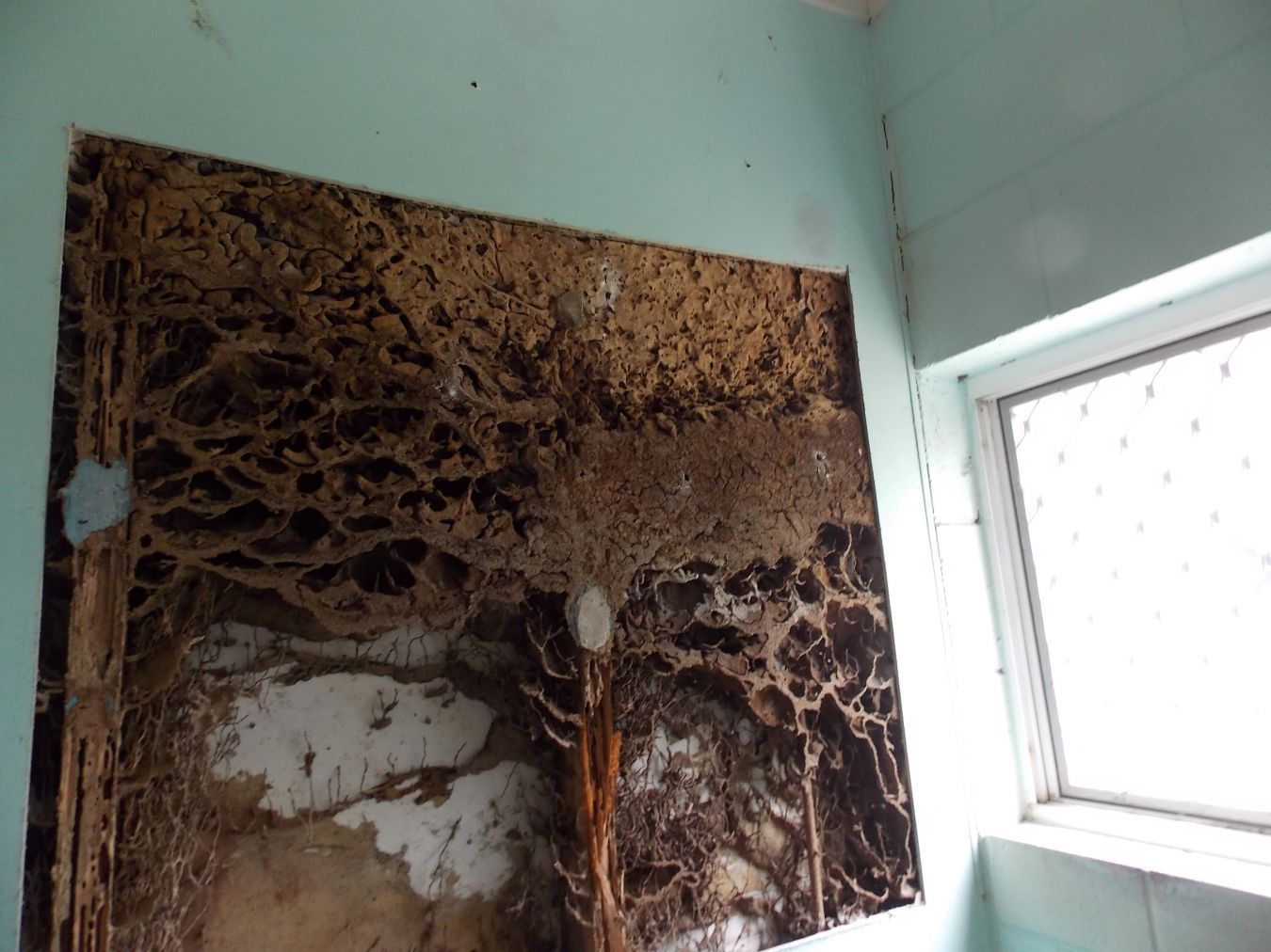 termite nest baiting