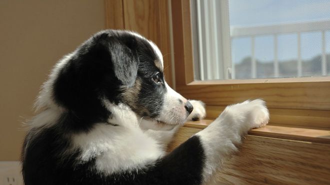 flea control