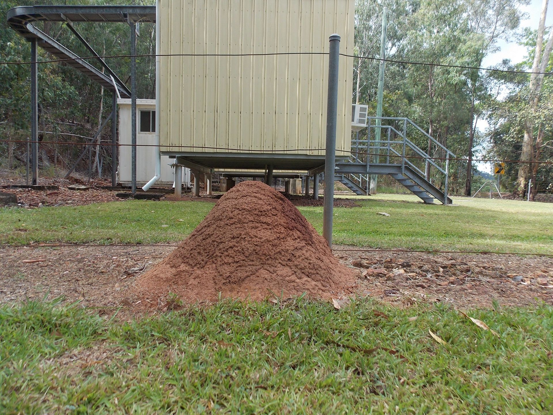 termite mound nest