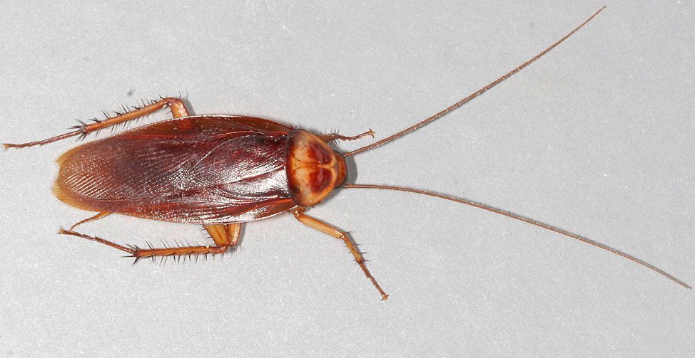 red flying roaches