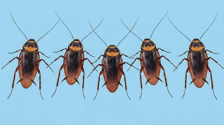 cockroaches main work using superior low cost products