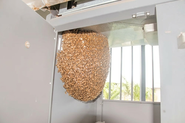 These bees must be destroyed at ownewr property expence.