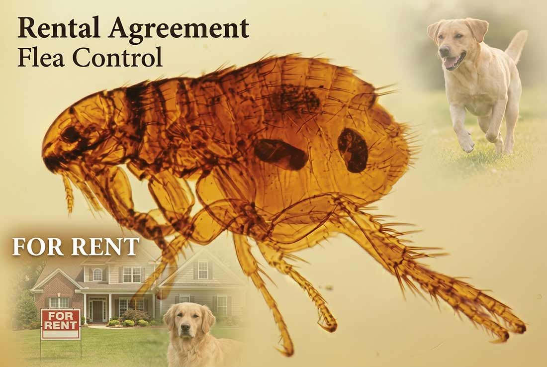 fleas ticks lease