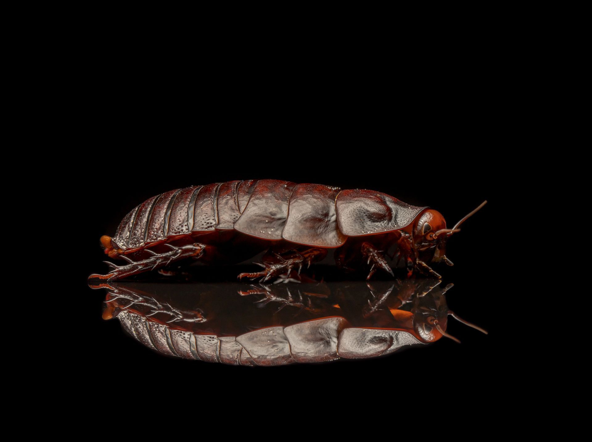 Cockroach — Cairns QLD — Cairns Pest Control Services