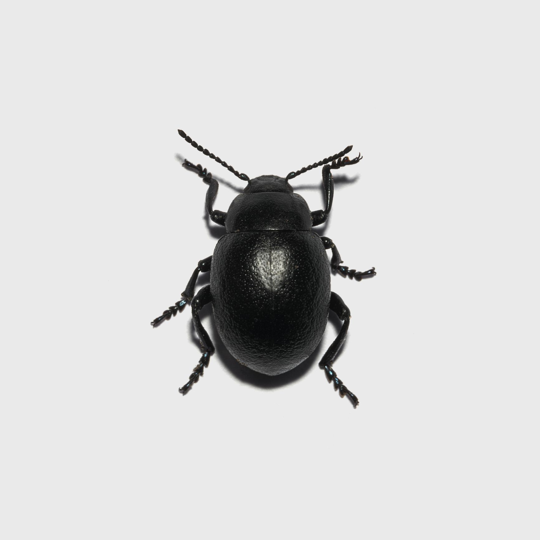 Beetle — Cairns QLD — Cairns Pest Control Services