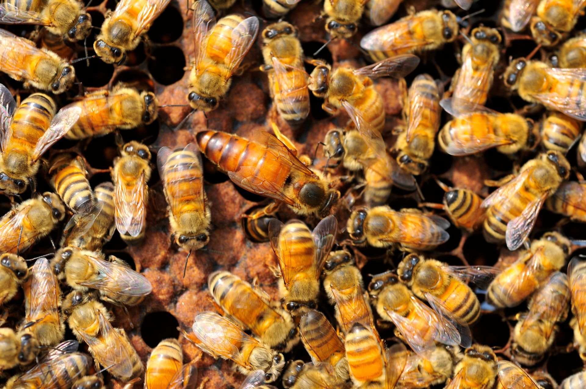 Asian Honey Bees a imported pest.
