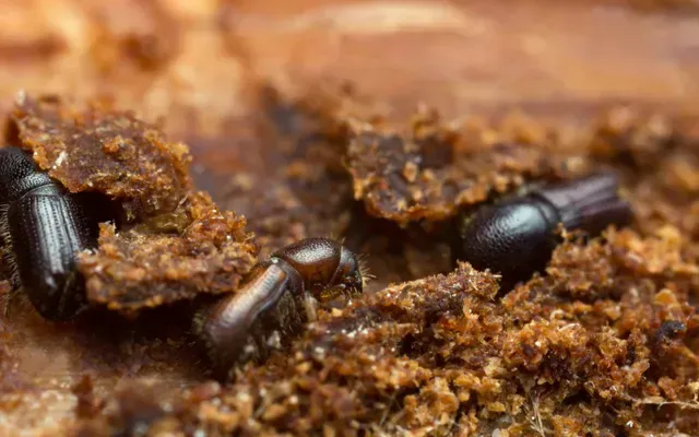 Borers — Cairns QLD — Cairns Pest Control Services