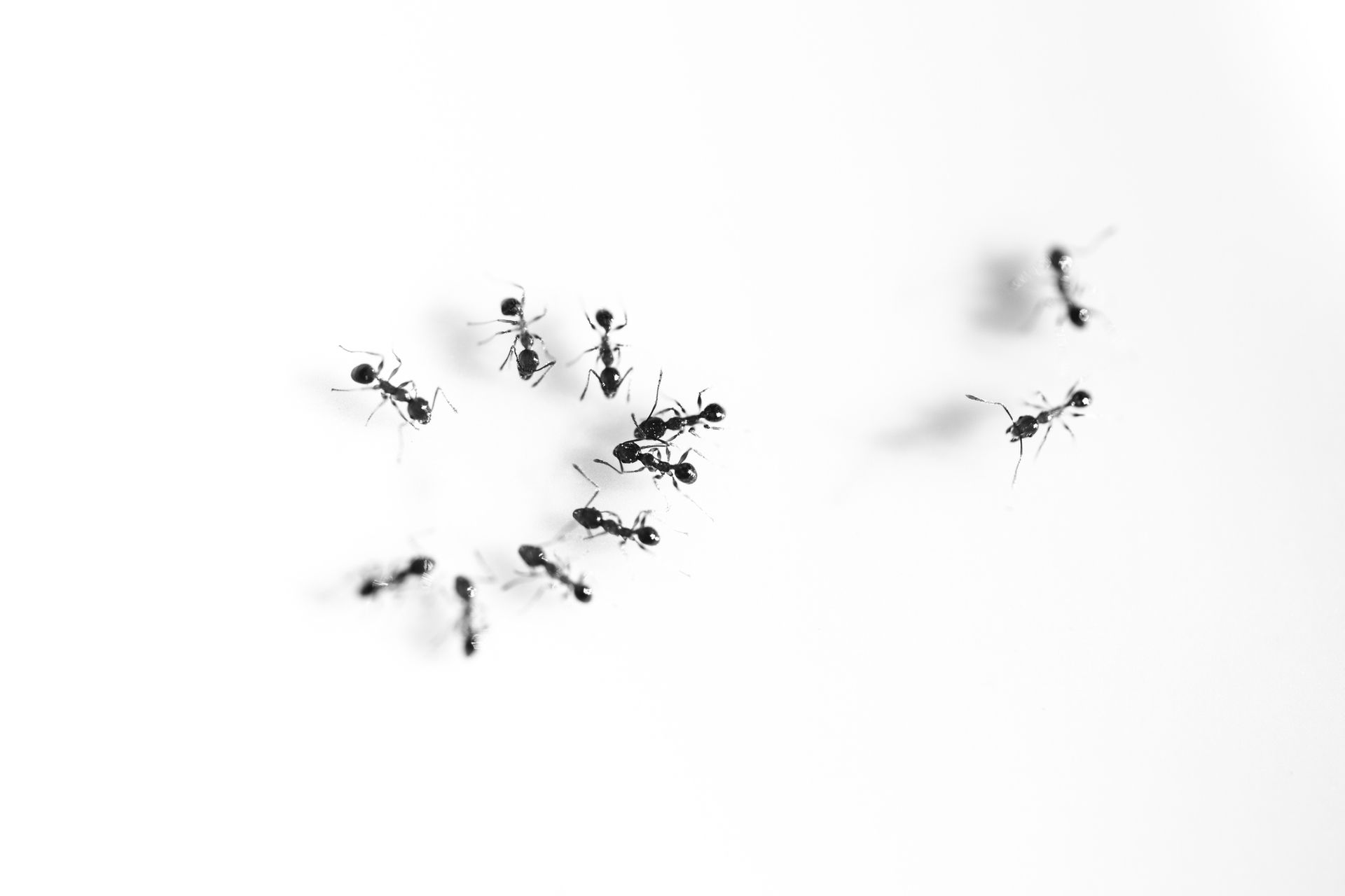 Ants — Cairns QLD — Cairns Pest Control Services