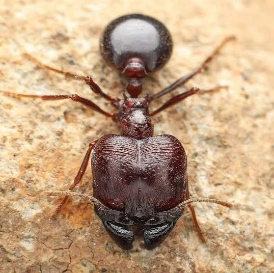 Big Headed ant