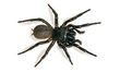 spider dangerous