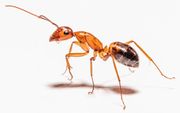 Crazy ants.reportable pest