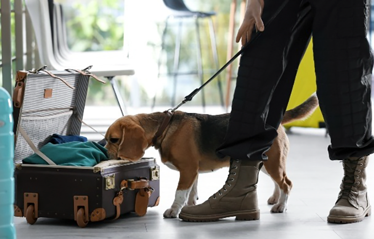 sniffer dog airport