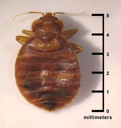 Adult Bed bug showing true size of 5 mls.