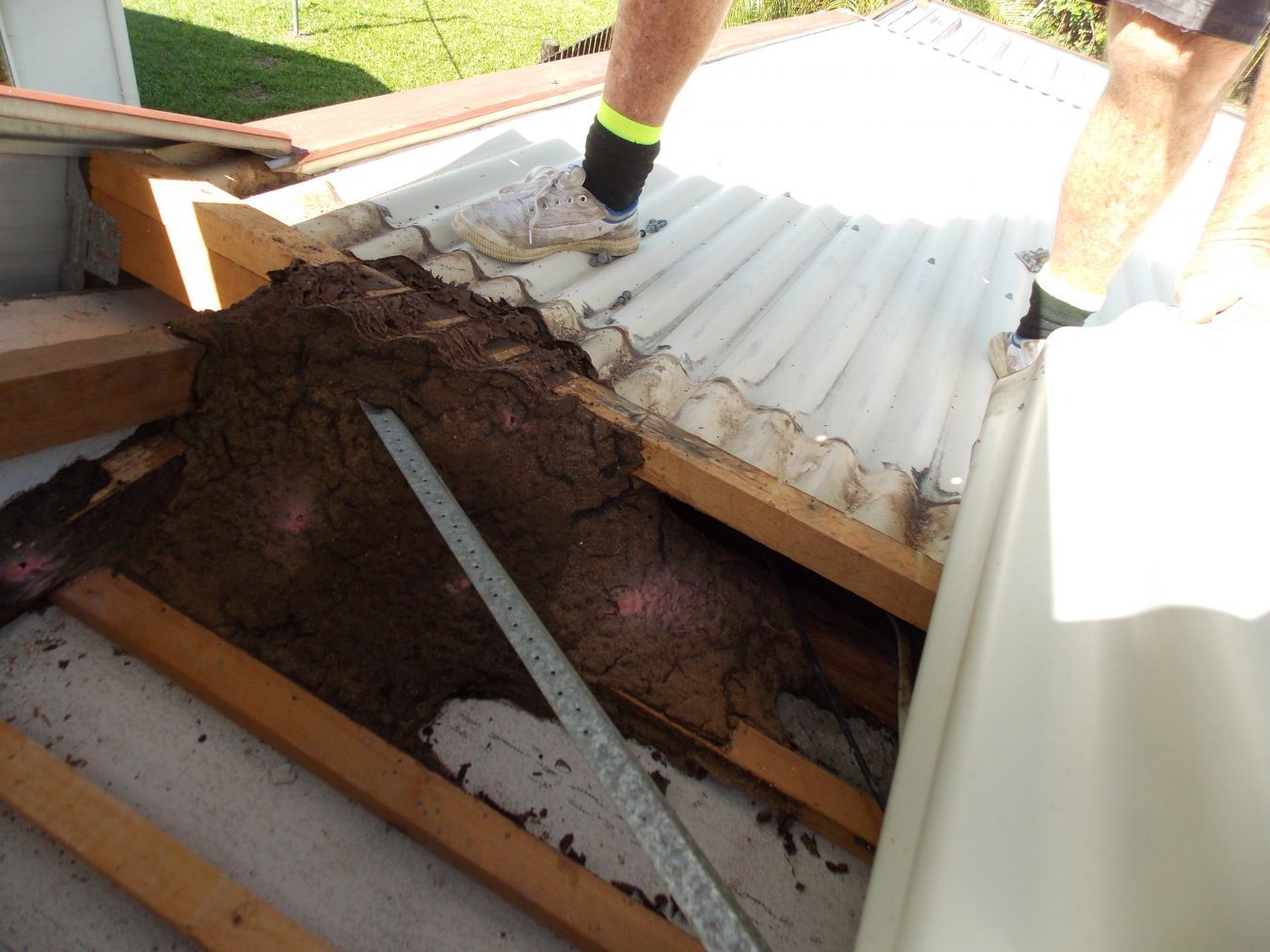 Termite Inspections — Cairns QLD — Cairns Pest Control Services
