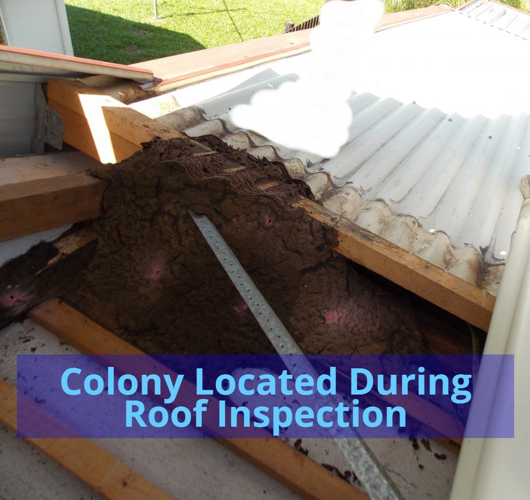 Termite Inspections — Cairns QLD — Cairns Pest Control Services