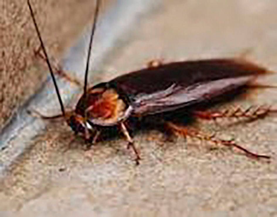 Roach Control