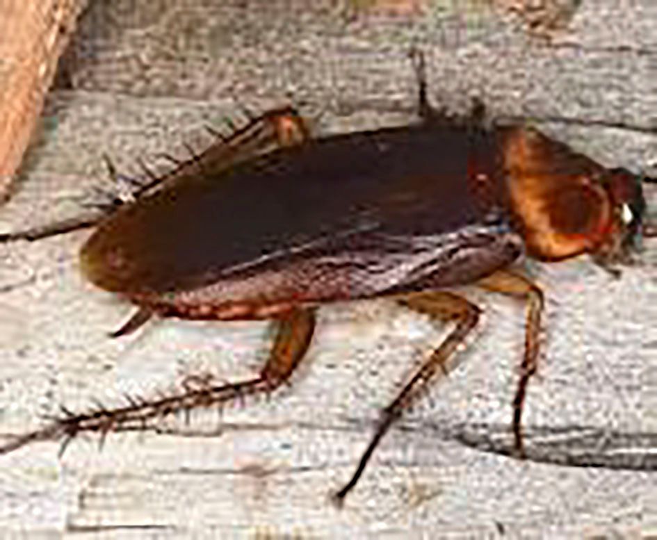 australian kitchen roach