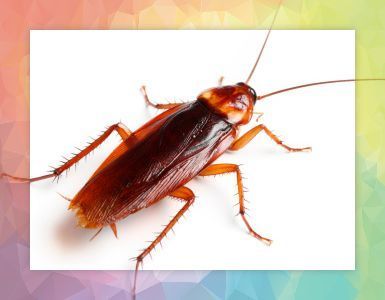 domestic cockroach control-Cairns-cairns pest control services