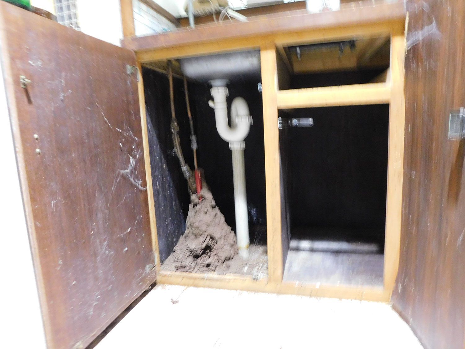 Inspections for termite activity