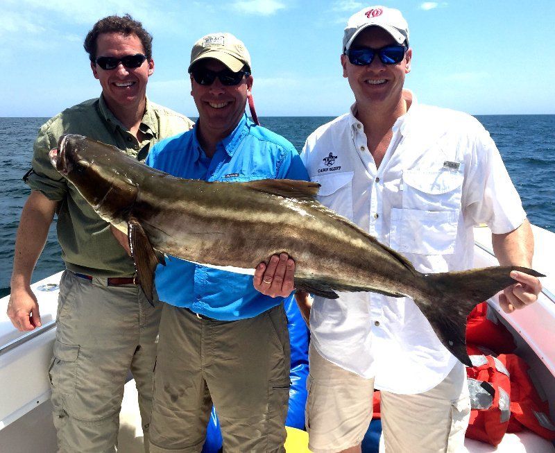 cobia