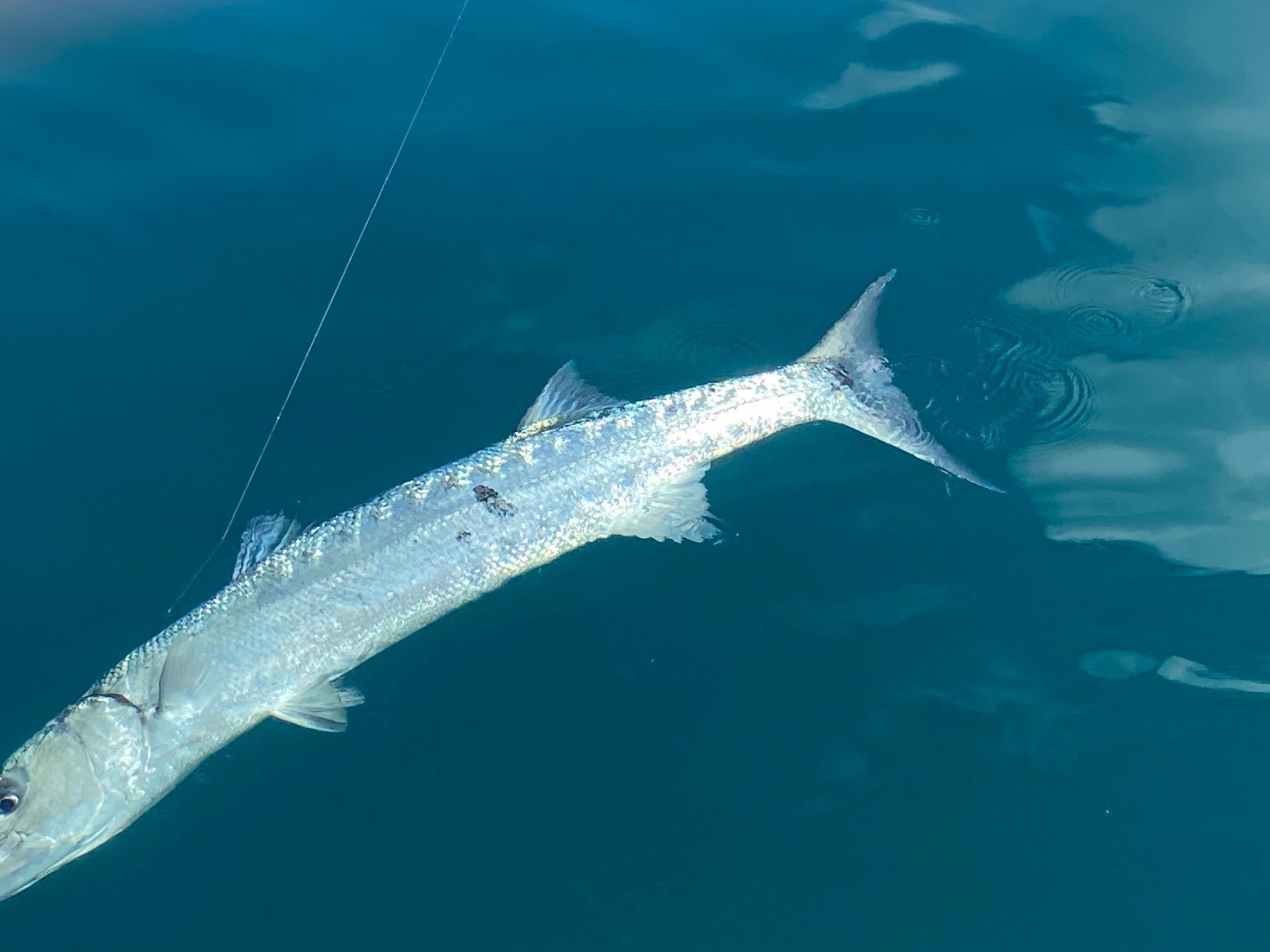Barracuda,offshore charter,offshore fishing guide,large game fish charter,