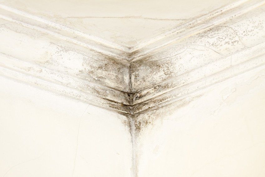Mold in the corner of a damp room