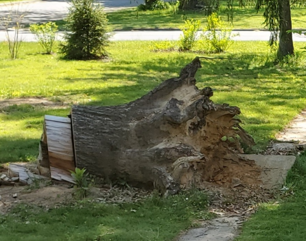 Stump removal Radford VA