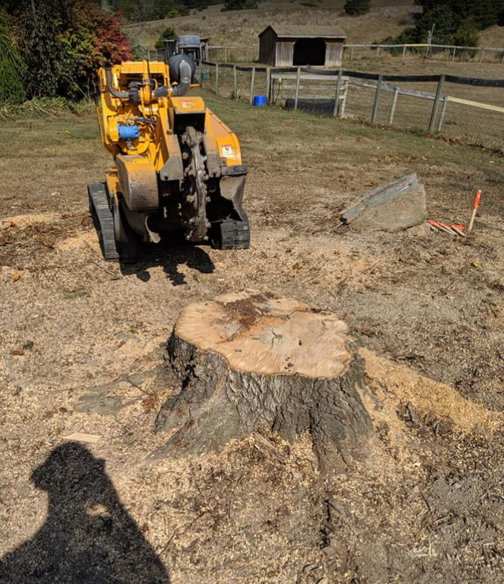 Stump removal montgomery county 1
