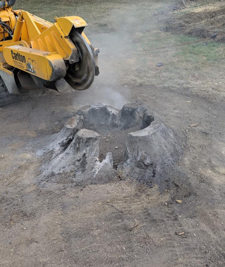 Stump removal 7