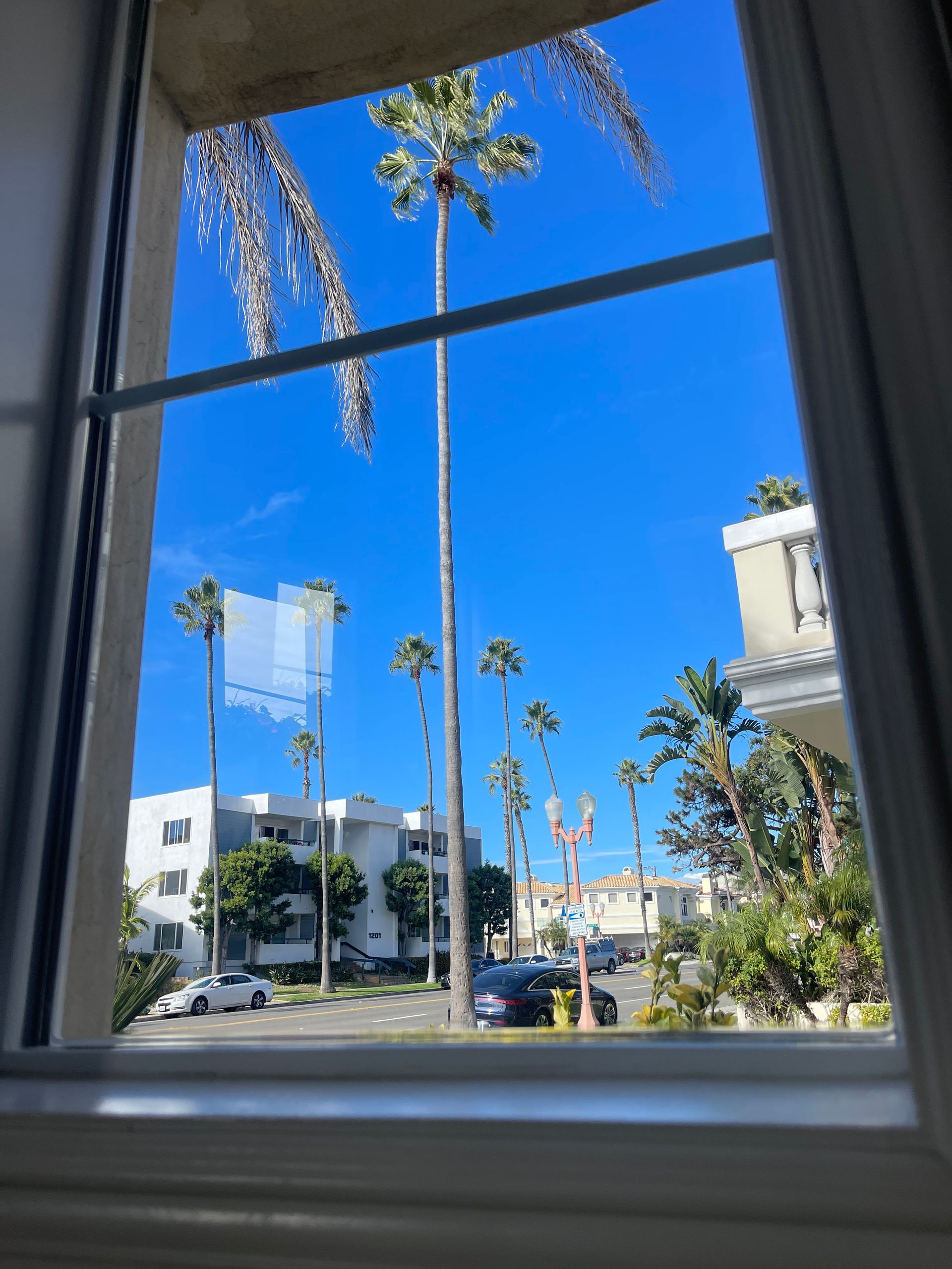 a view of palm trees and buildings through a window