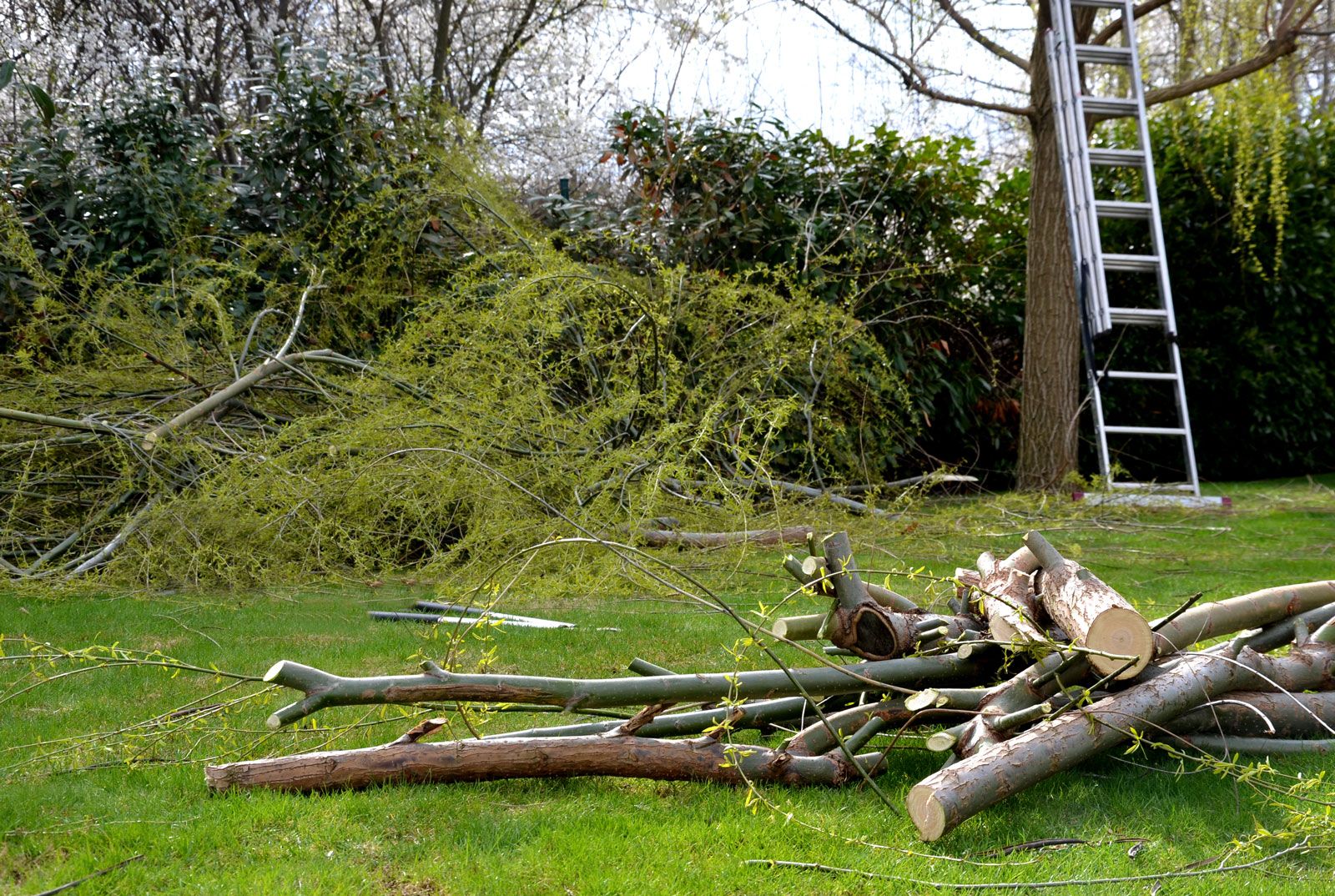 The Branches On The Lawn — Berlin, NJ — Tree & Land Masters, LLC