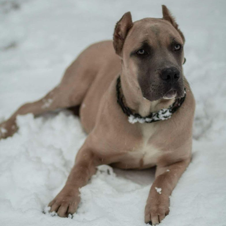 A brown dog with a black collar is laying in the snow