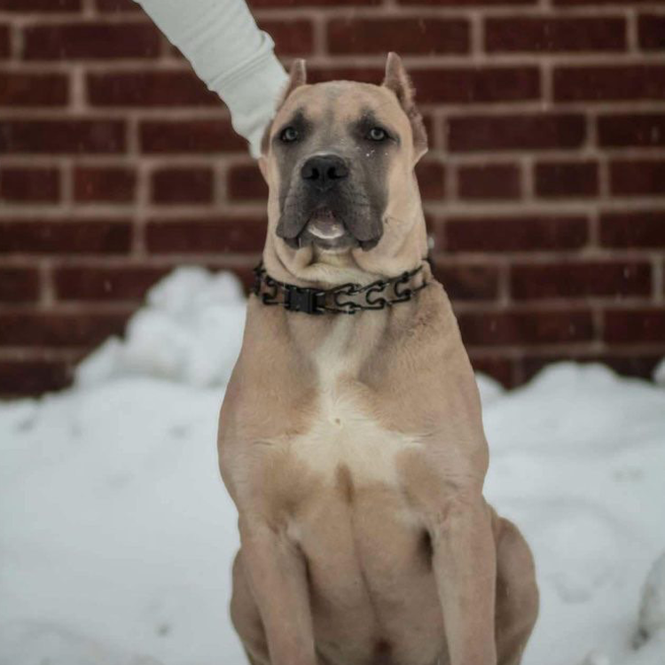 A dog wearing a collar with the letter g on it