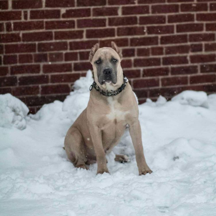 A dog is sitting in the snow in front of a brick wall.