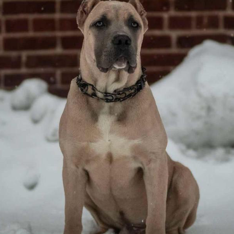 A dog with a chain around its neck is sitting in the snow