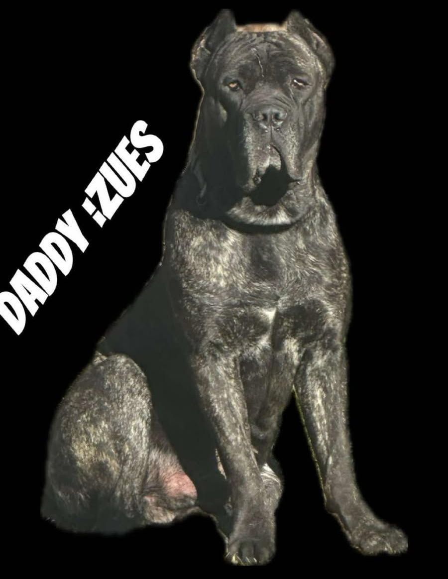 A brown dog is standing in the grass and looking at the camera.