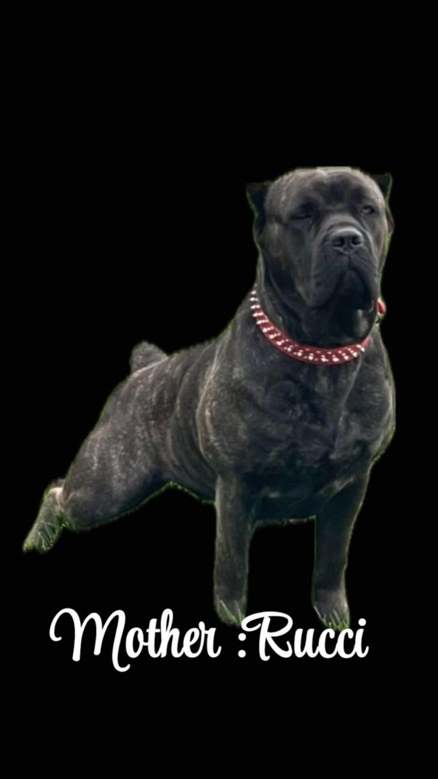 A close up of a dog standing on a gravel road