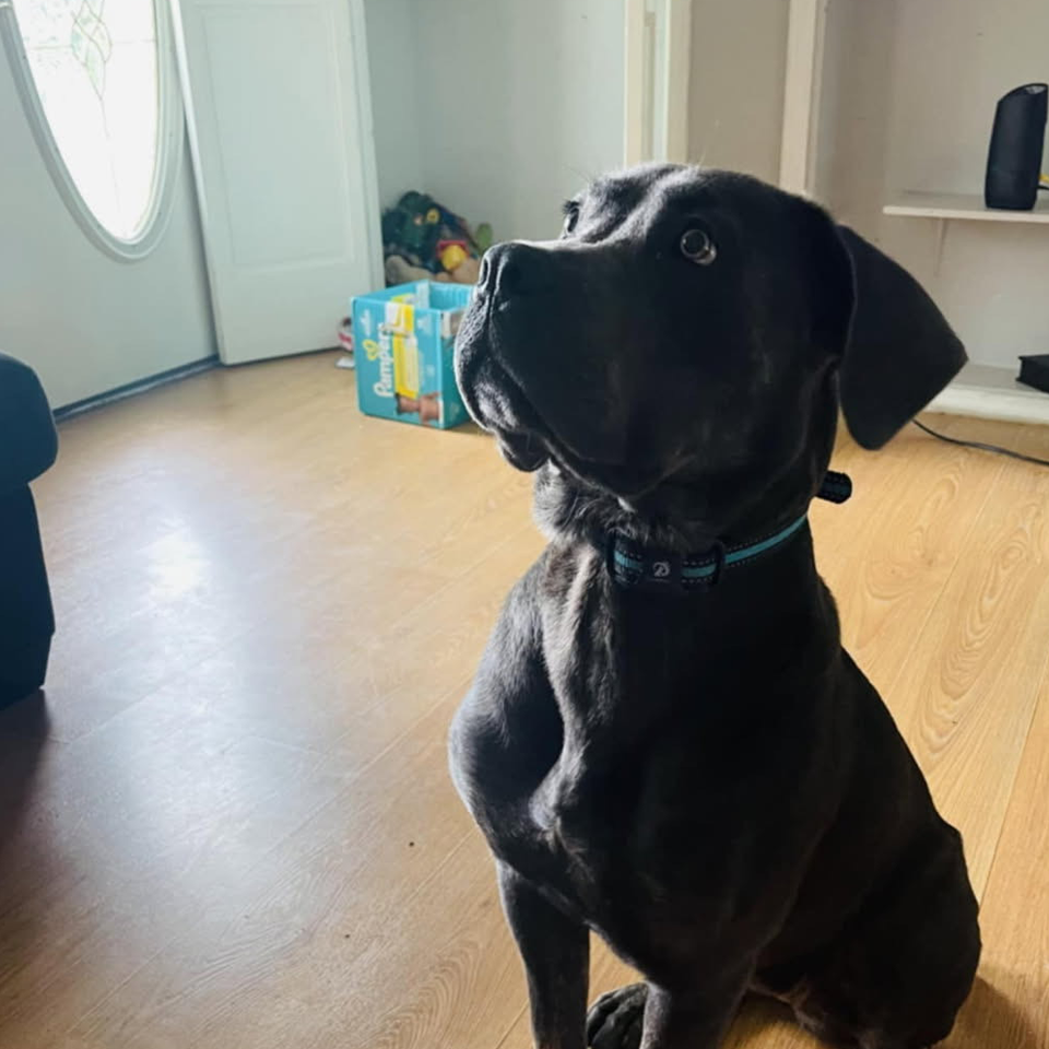 A black dog with a blue collar is sitting on a wooden floor