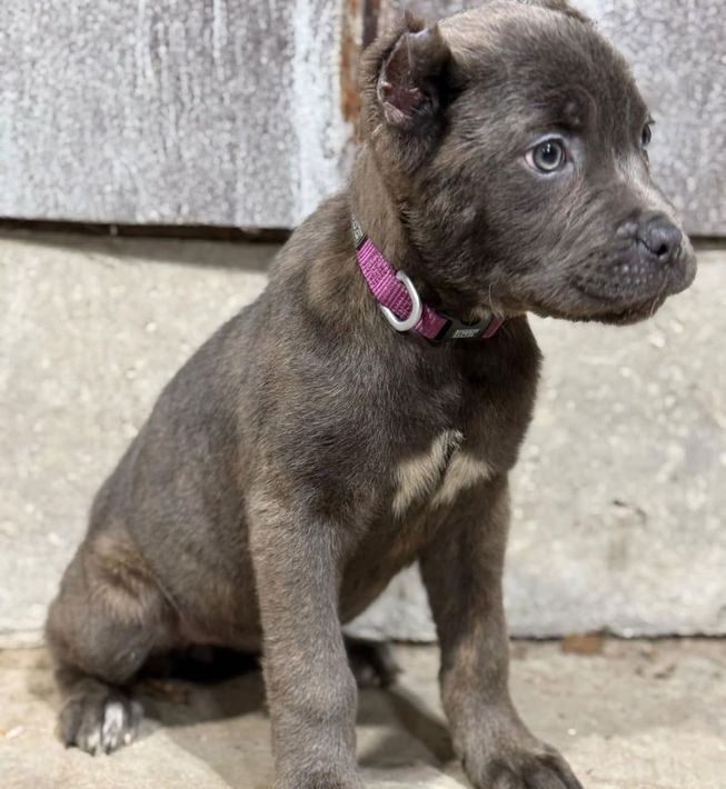 A puppy wearing a pink collar is sitting on the ground.